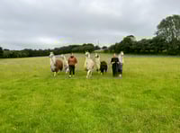 'Completely heartbroken', say owners as Dartmoor Llama Walks to close